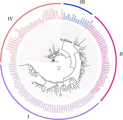 Genome-Wide Characterization and Expression Analysis of HD-ZIP Gene Family in Dendrobium officinale